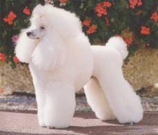 Pudel (K�nigspudel) - Caniche